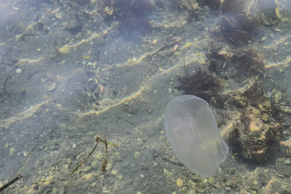クラゲは海水浴シーズンのいつから増えるのか