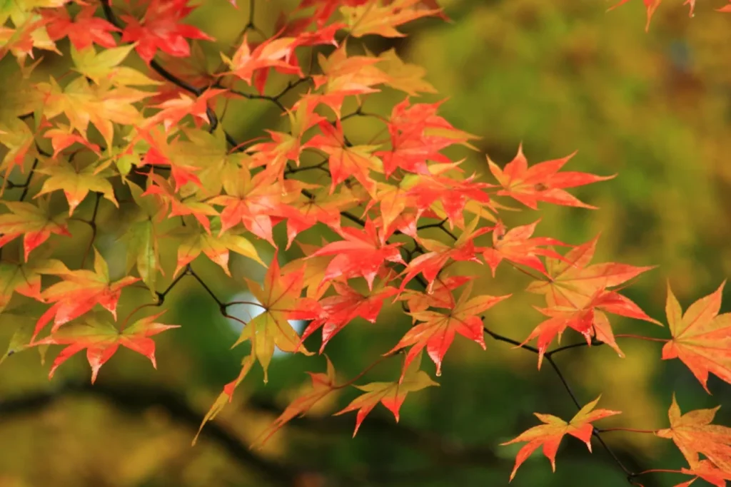 紅葉狩り当日の雨を判断する5つの基準
