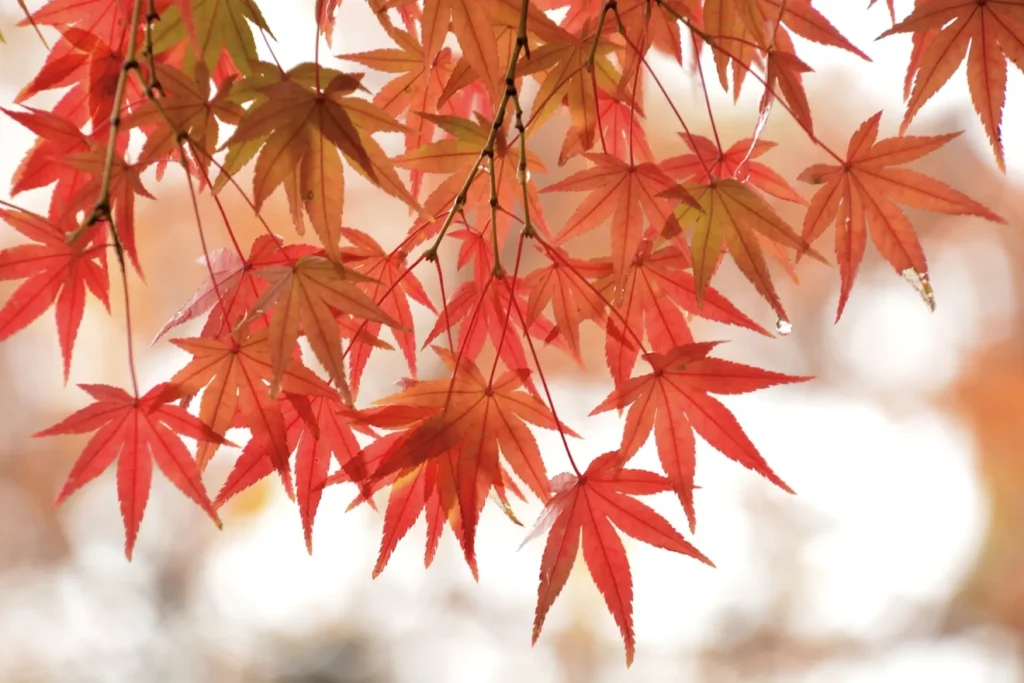 雨天でも紅葉を楽しめる場所の選び方