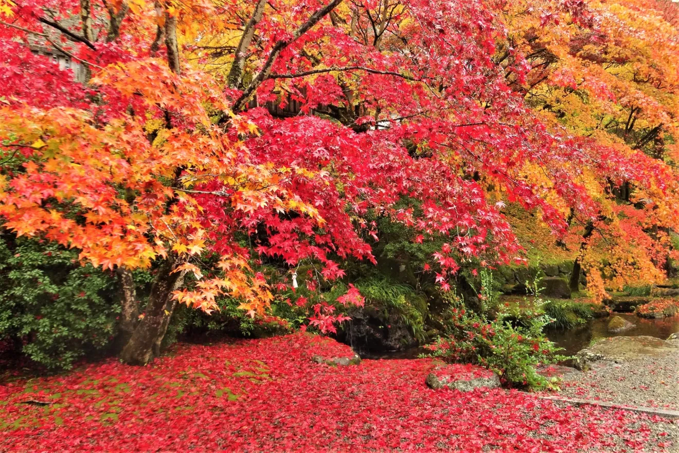 京都の紅葉時期に宿泊費が高騰する背景と対策