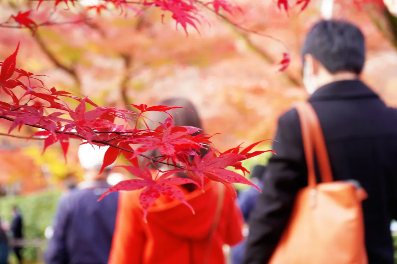 雨の日の紅葉狩りを快適にする準備