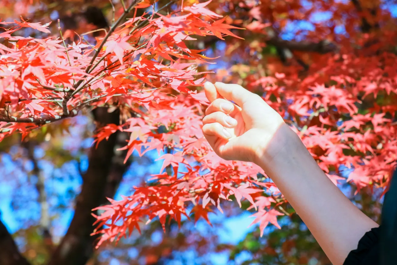 5つの視点で考える夜の紅葉狩りの時間配分